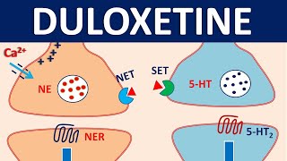 Duloxetine cymbalta  Mechanism precautions interactions amp uses [upl. by Anaert]