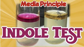 Indole Test Principle II Biochemical test II Microbiology Media II Practical [upl. by Jaal]