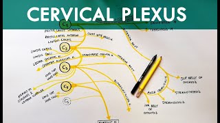 Cervical Plexus  Anatomy Tutorial [upl. by Yrehcaz]