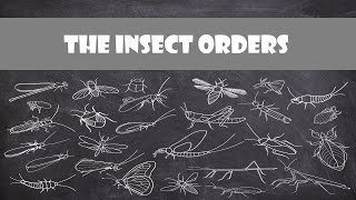 Defining Characteristics of the Insect Orders  Entomology [upl. by Tallula]