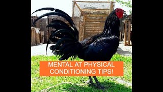 Sabong Pointing MENTAL AND PHYSICAL CONDITIONING TIPS SA MANOK [upl. by Joaquin]