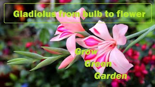 Grow Gladiolus in a pot from bulb to flower [upl. by Liagiba]