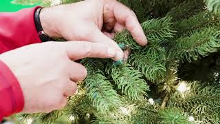 How To Fix Pre Lit Christmas Tree Lights Ace Hardware [upl. by Lopez]