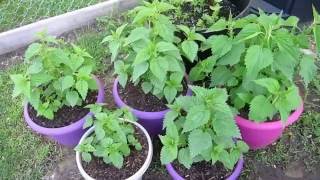 Stinging Nettle in Containers Zone 5 [upl. by Kciregor]