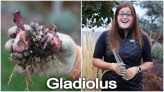 Digging and Storing Gladiolus Bulbs [upl. by Lubet]