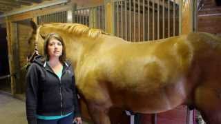 How to Groom Your Horse [upl. by Bob]