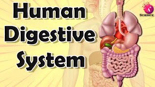 Human Digestive System for grade 7 [upl. by Elijah]