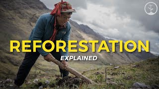 What is Reforestation  Eco Facts  One Tree Planted [upl. by Ymerej]