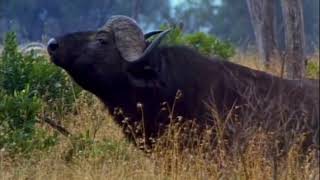 In the Blood Safari Documentary [upl. by Papke]