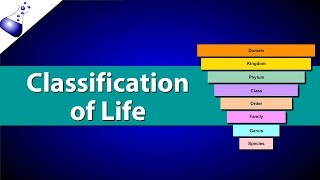 Classification of Life [upl. by Lauber599]