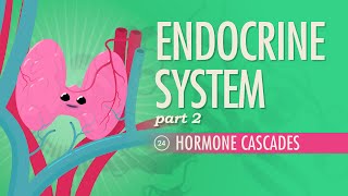 Endocrine System Part 2  Hormone Cascades Crash Course Anatomy amp Physiology 24 [upl. by Icart627]