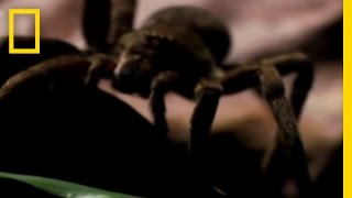 Deadly Spider Bite  National Geographic [upl. by Nepets]