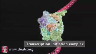 DNA Transcription Advanced [upl. by Mace]