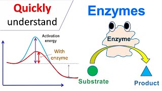 Enzymes [upl. by Carr]