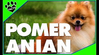 Top 10 Facts About Pomeranians  Dogs 101 [upl. by Madge]