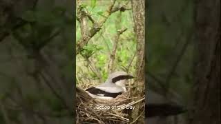 Songbird Grey Shrike Calling shorts youtubeshorts [upl. by Padriac]