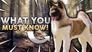 AKITA 101 Everything You Need To Know About Owning A Akita Puppy [upl. by Nauquf685]