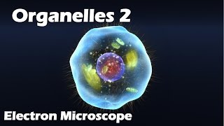 Organelles  Electron Microscope [upl. by Zaneta362]