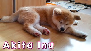 AKITA INU  The Life Of A Japanese Akita Puppy  秋田犬 [upl. by Ahseryt]