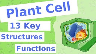 The Plant Cell  13 Key Structures [upl. by Eenyaj]