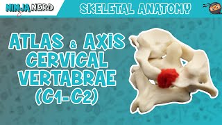 Atlas amp Axis Cervical Vertebrae C1C2 Anatomy [upl. by Aleahpar112]