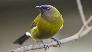 New Zealand Bellbird Song [upl. by Cannice51]