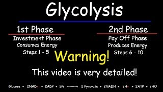 Glycolysis  Biochemistry [upl. by Aicarg]