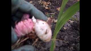 How to Winterize Gladiolus Bulbs [upl. by Rillings]