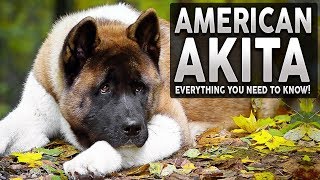 AKITA 101 Everything You Need To Know About The AMERICAN AKITA [upl. by Ylrehs]