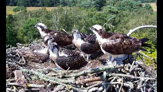 Poole Harbour Ospreys 2023 [upl. by Llovera]