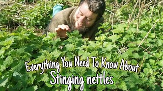 Stinging Nettle  Wild Food Medicine amp History 💚 [upl. by Ripley]