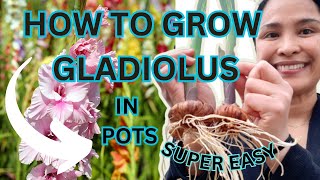 HOW TO GROW GLADIOLUS IN POTS  QUICK amp EASY [upl. by Afaw]