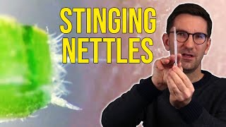 How do Stinging Nettles Inject Poison [upl. by Ennaylloh]