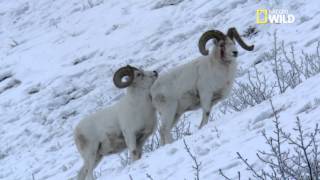 Le combat des mouflons en haute montagne [upl. by Bruns677]