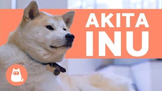 AKITA INU  Characteristics Behavior and Care [upl. by Vincenty]