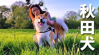 AKITA INU  A Day In The Life Of A Japanese Dog  Happy Mothers Day  秋田犬 [upl. by Kenimod905]