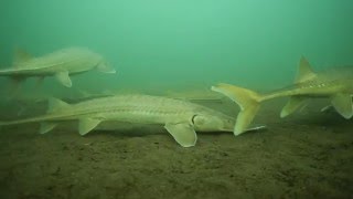 Shovelnose sturgeon dive below Fort Peck Dam [upl. by Chesney]