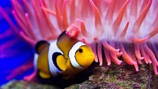 Nature Documentaire Francais Lincroyable Vie Des Poissons►à lintérieur de leurs palais de corail [upl. by Nomahs]