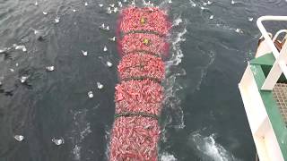 Fishing trip on trawler Ljósafell from Iceland [upl. by Euqirne]