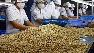 Cashew Nut Processing Modern Technology  Cashew Nut Processing Machine [upl. by Kippar649]