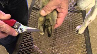 How to Trim Goat Hooves [upl. by Fausta]