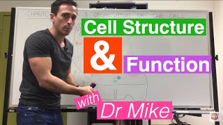 Cell Structure and Function [upl. by Nadruoj855]