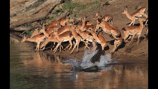 Crocodile hunts Impala 3rd time Lucky Not easy to see these reptiles catch a meal but we did [upl. by Ecilegna]