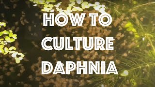 How To Culture Daphnia Magna [upl. by Novyak995]