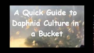 How to culture daphnia outside [upl. by Main]