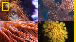 Coral Reefs 101  National Geographic [upl. by Siryt]