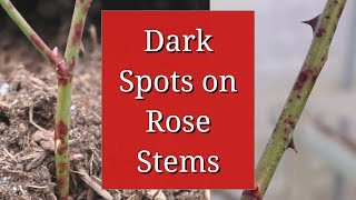 Dark Spots on Rose Stems [upl. by Oah]