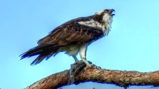 Osprey Calling  Loud and Long [upl. by Honan]