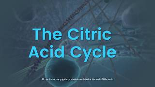 Overview of the citric acid cycle [upl. by Dorkus]