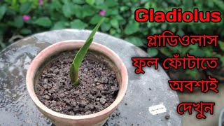 How to Grow Gladiolus From BulbsGrown from corms [upl. by Tombaugh]